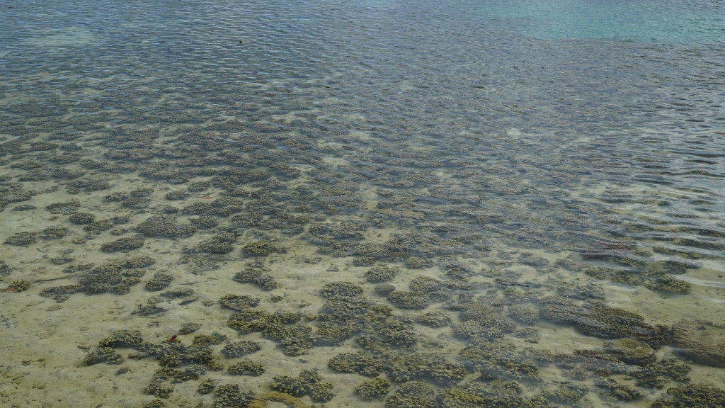 Coral reef