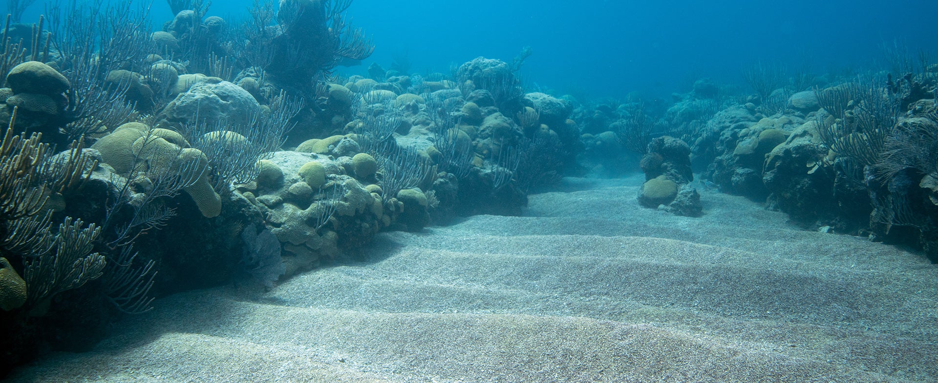 sandy sea bottom between two reefs