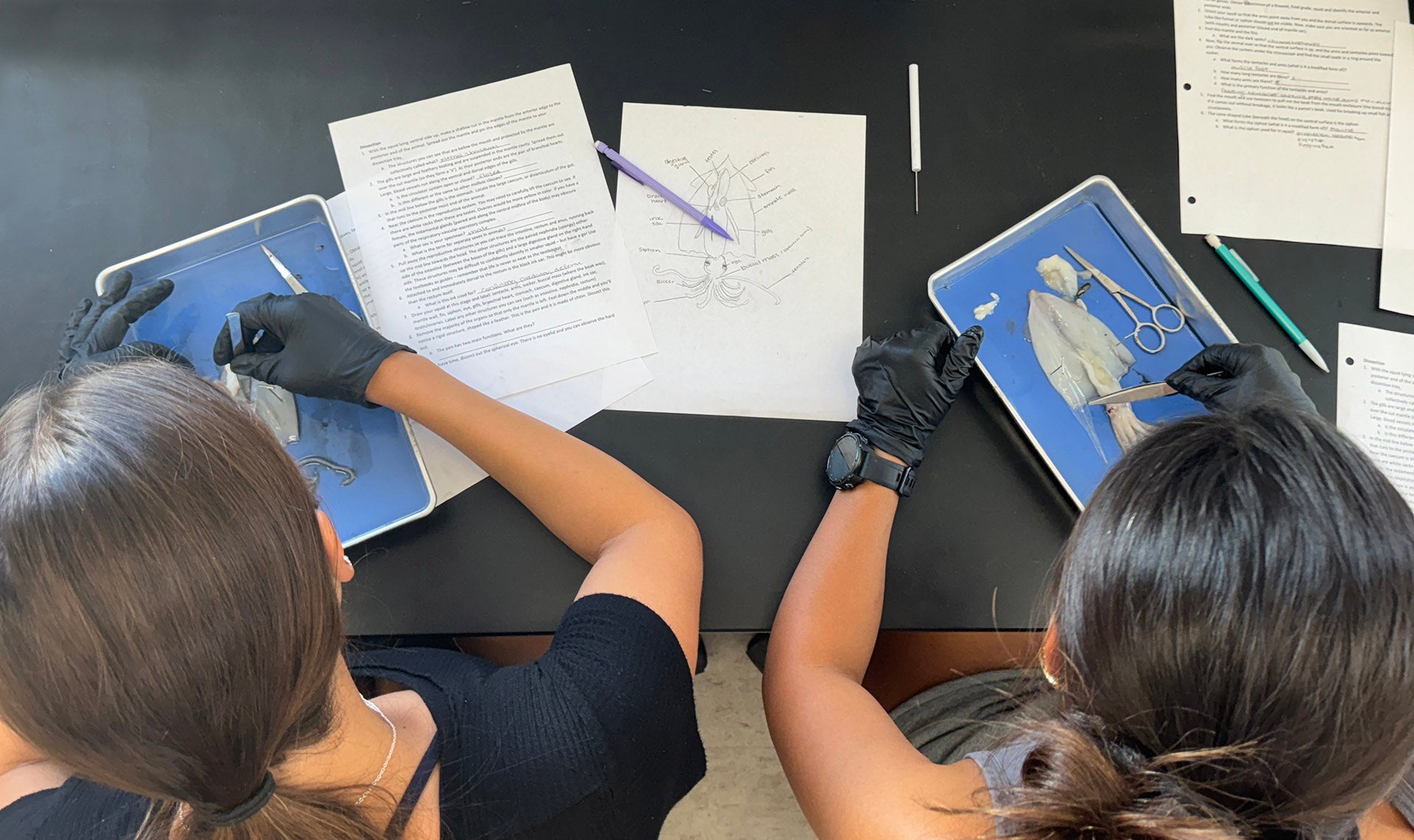 students dissect a squid