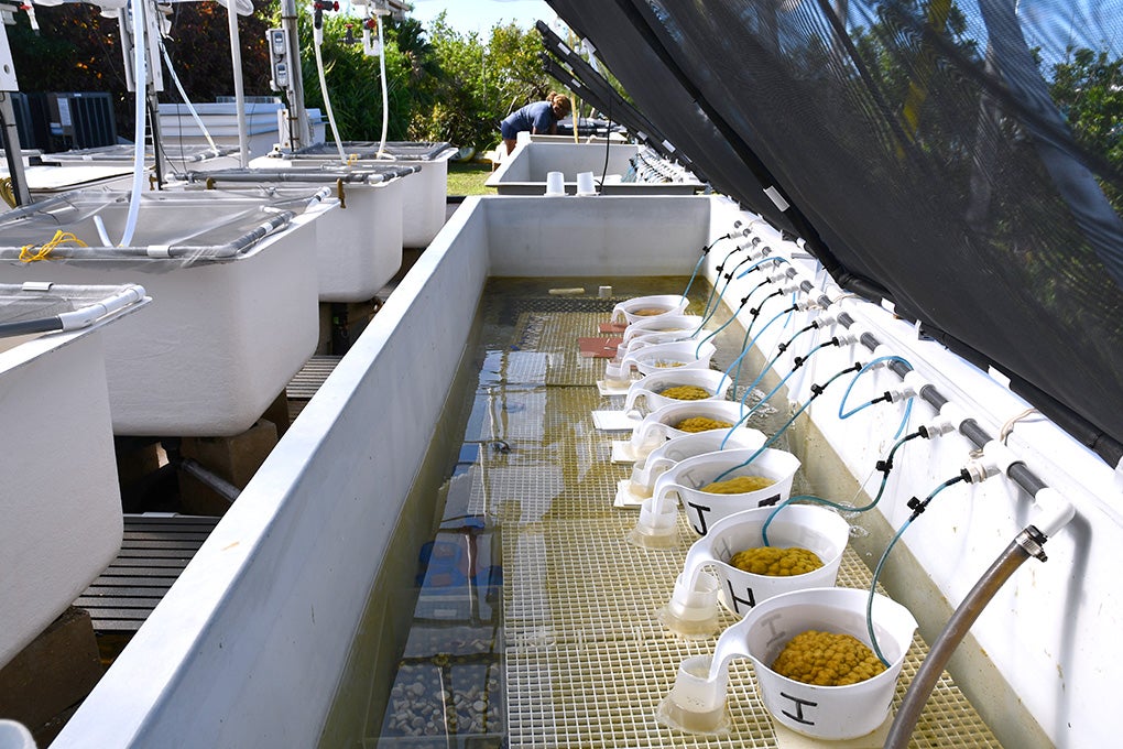 mesocosm at BIOS