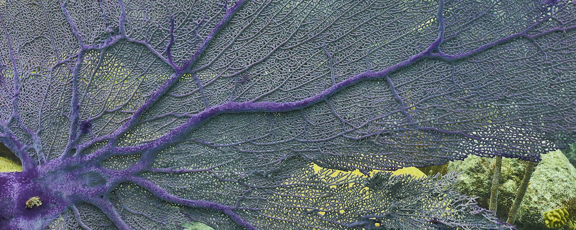 close up of a sea fan