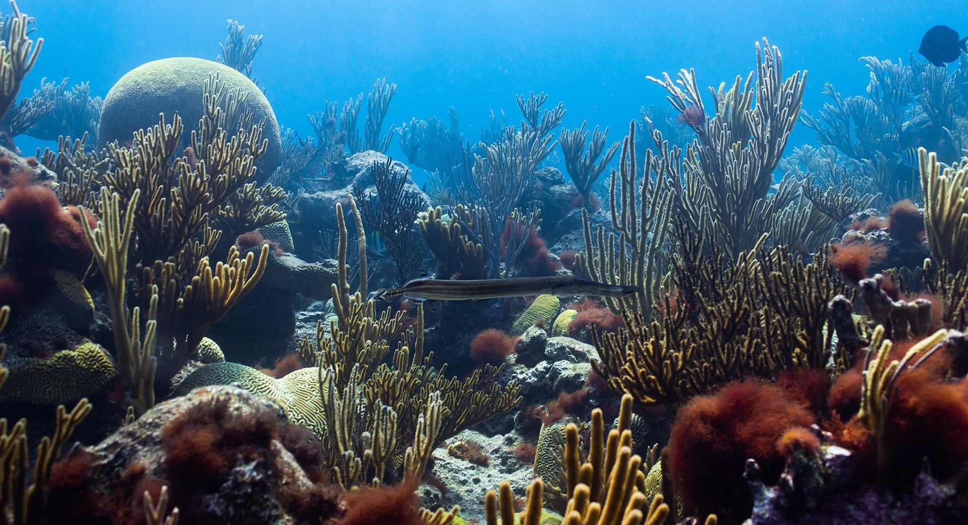 Image of hog reef