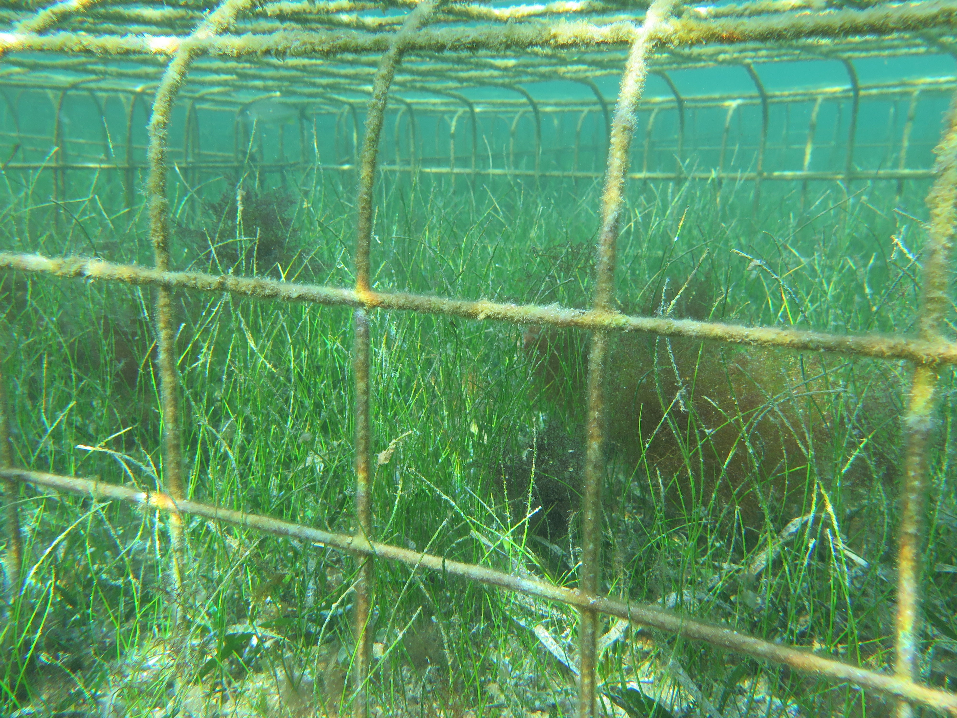Seagrass burts island