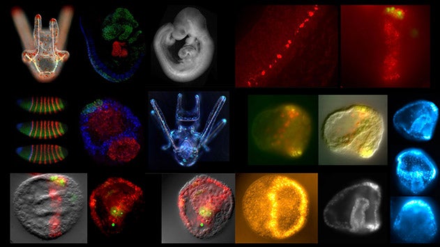 201-Barsi-Microscope