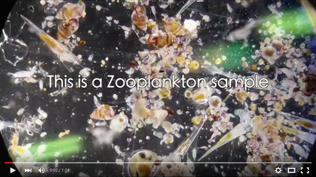 2015-REU-Maas-zooplankton