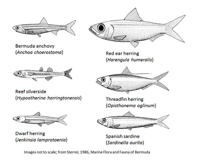 BIOS-baitfishes-line-drawings