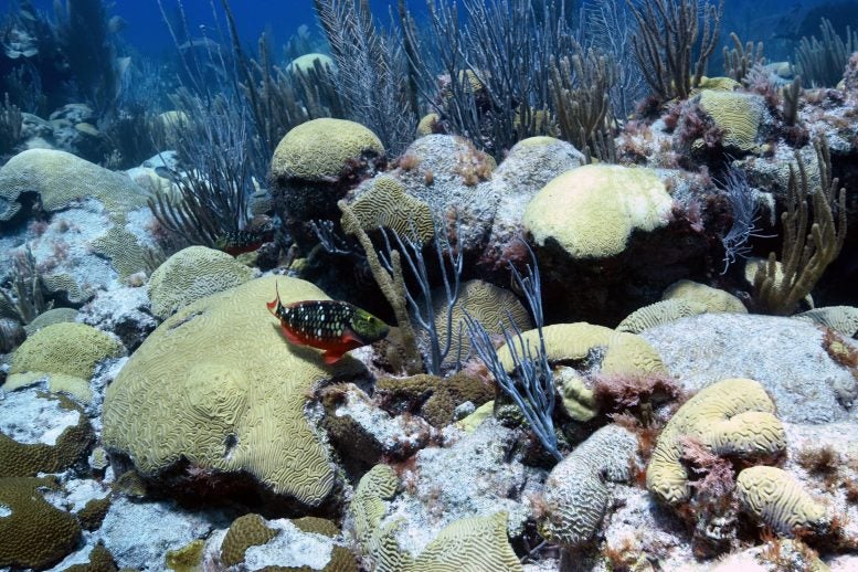 Bermuda-North-Rock-777x518