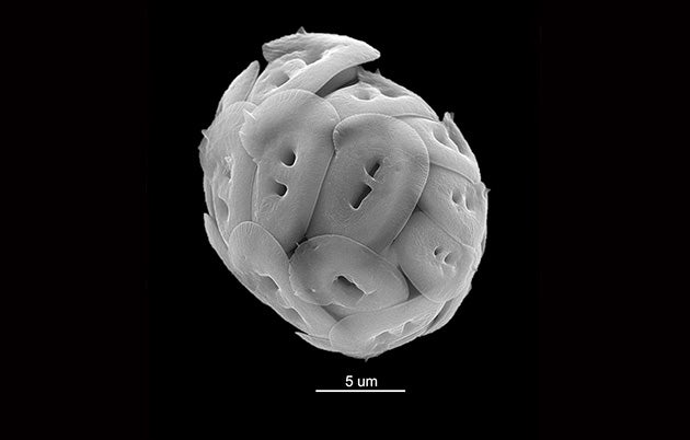 Coccolithaphore3