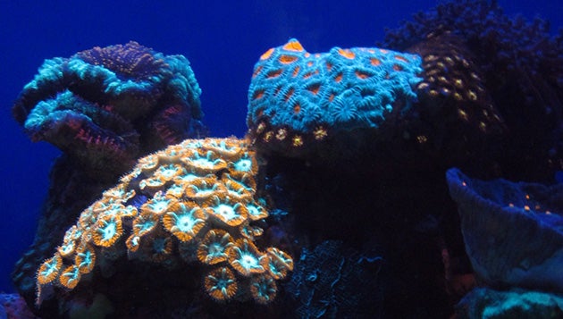 Coral-Fluorescence-Time-Noyes