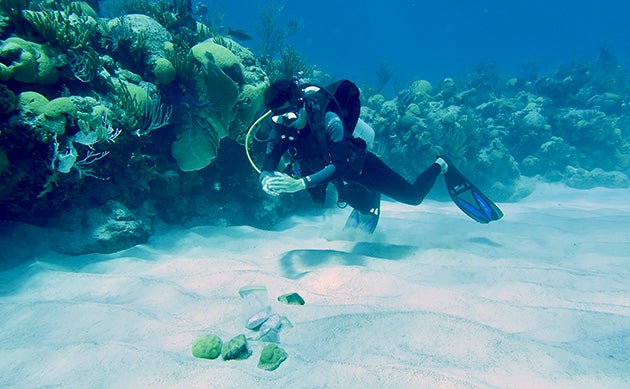 Coral_Transplantation-May-Currents