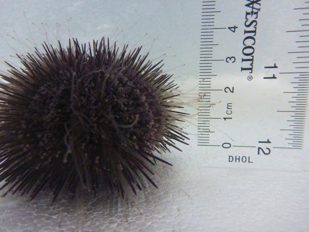 Emerson-Urchin-1