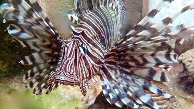 Lionfish(c)KaitlinBaird