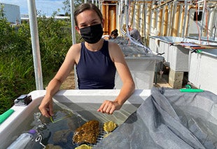 Nicole-Adamson-REU-2020-mesocosm