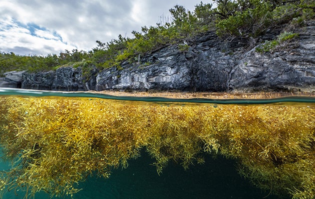 Sargassum-Bermuda-Ocean-Prosperity-Programme-June-2020