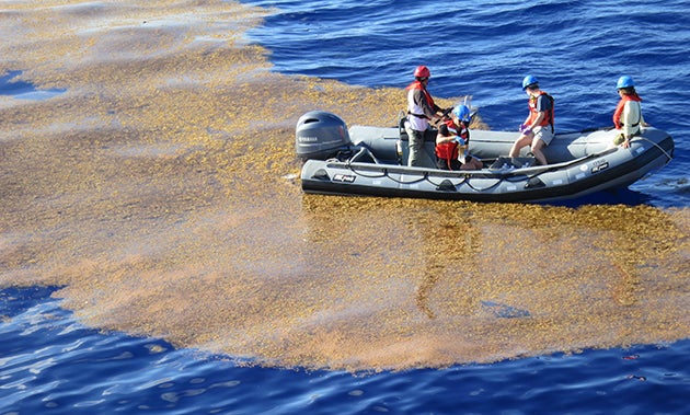 Sargassum_Sampling-Currents