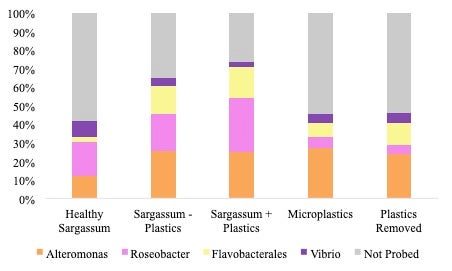 Sargassum_microplastics