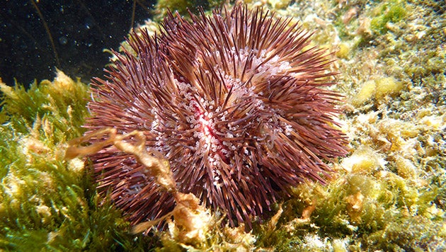 Urchin(c)Helenareinhardy