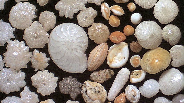 benthic_forams