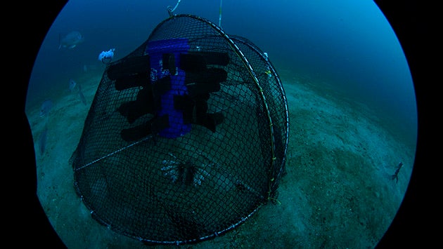 lionfish-in-trap-(c)-Steve_Gittings_noaa