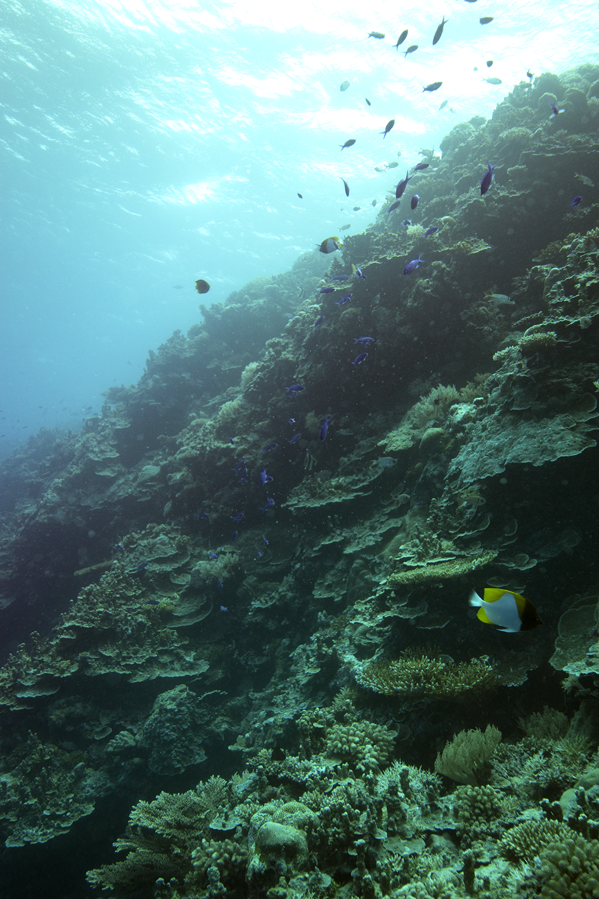 A coral reef in Palau with fish