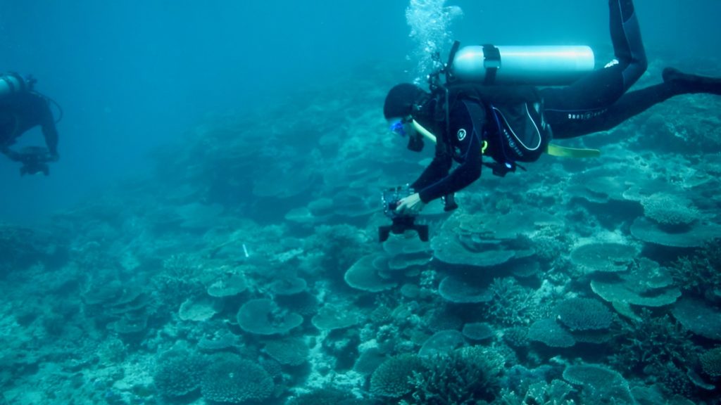 A diver takes photographs during an underwater reef survey