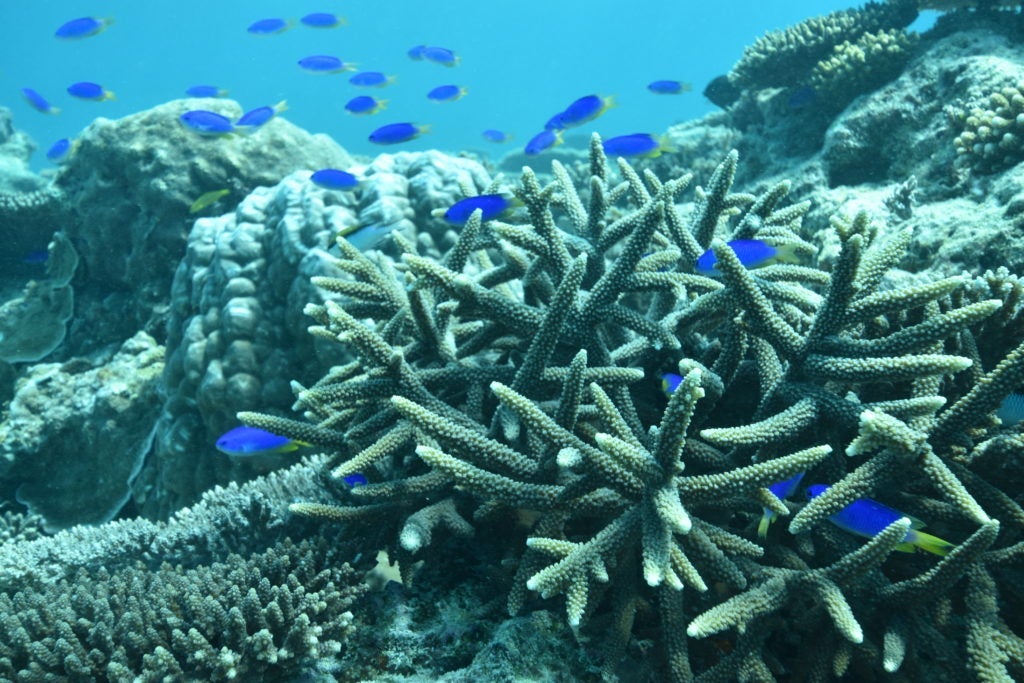 A close up of acropora coral and blue chromis fish in Australia