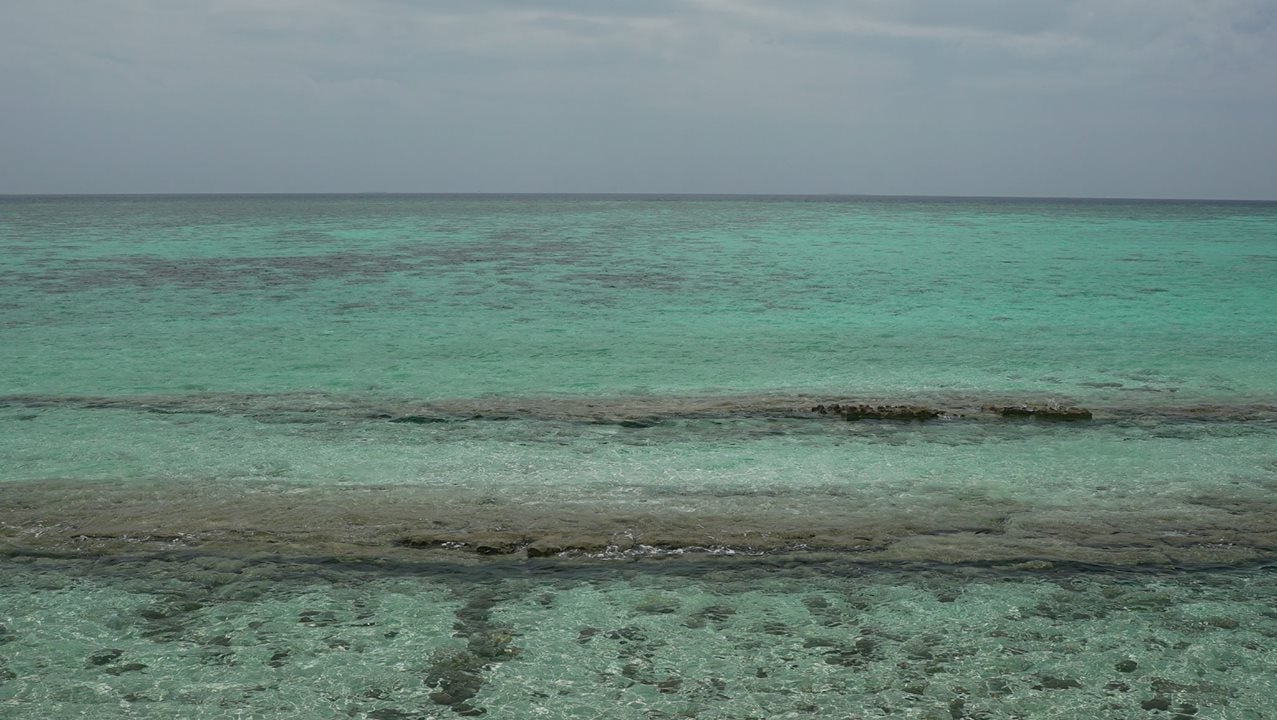 reef along heron island Australia Great Barrier Reef