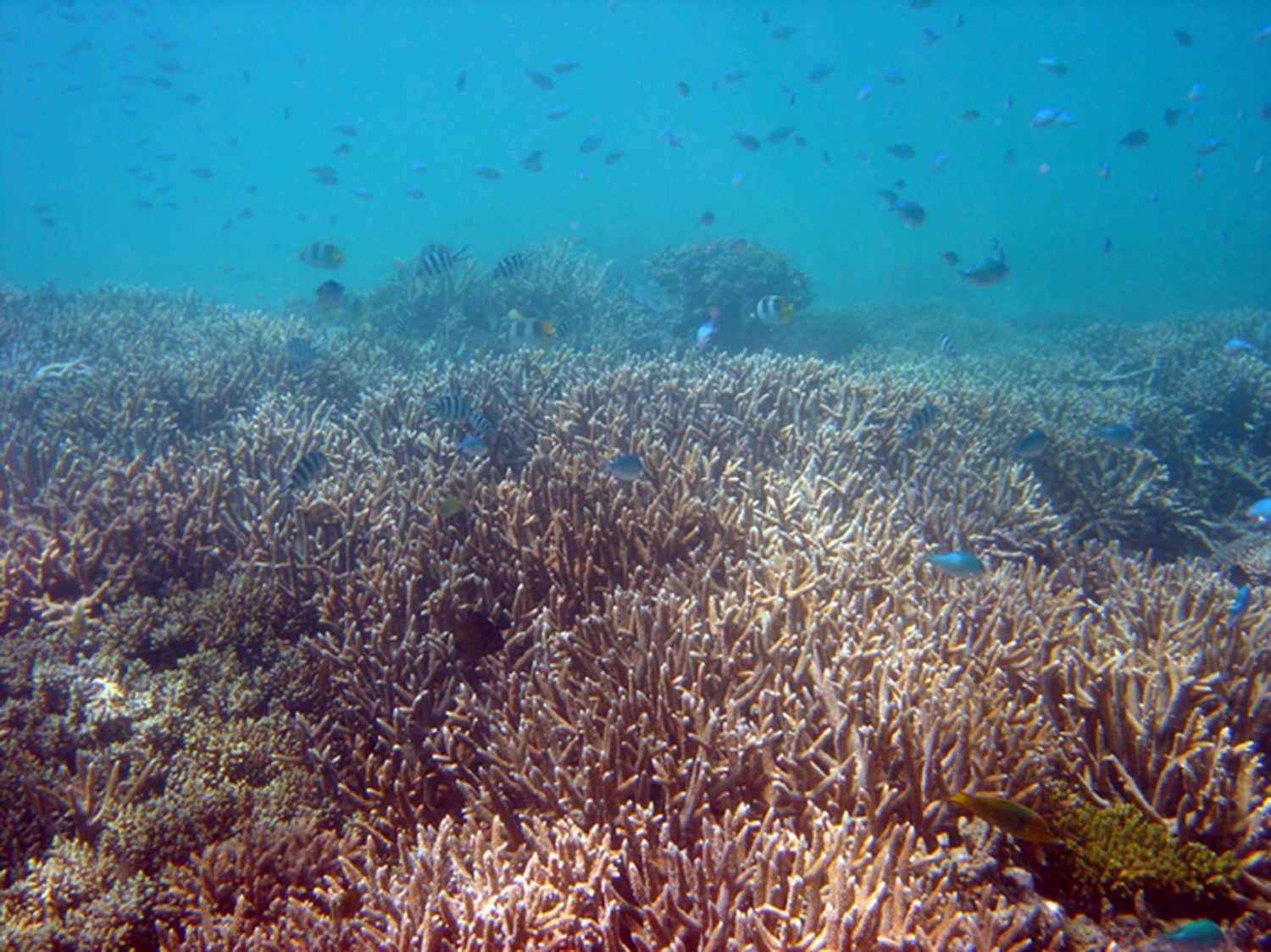 a multi-species reef with coral and fish