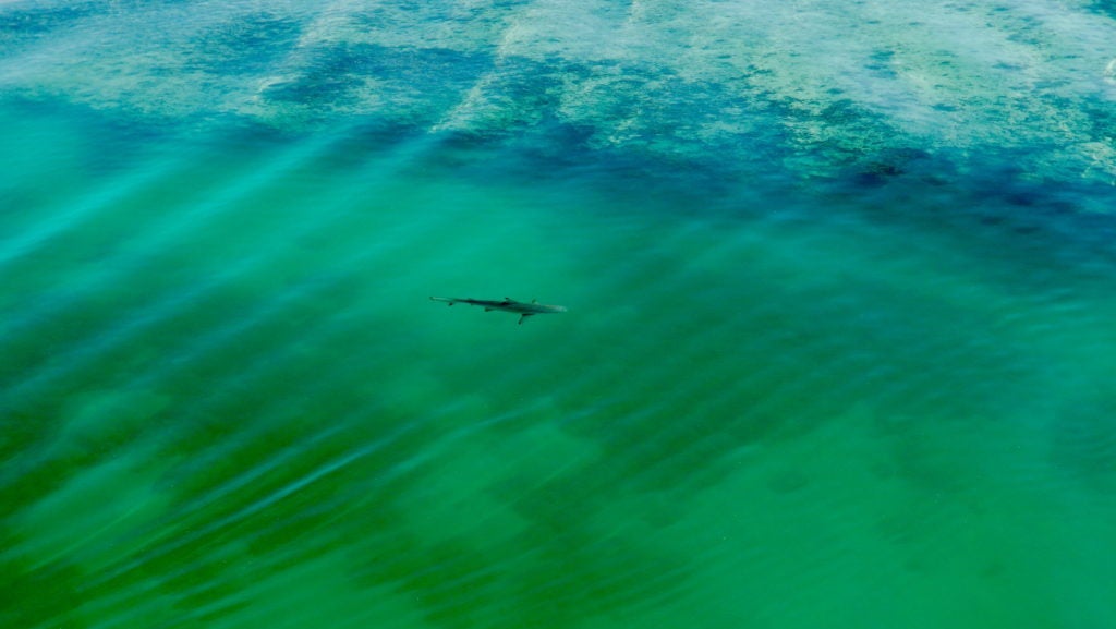 A shark swims in the water off Heron Island Australia