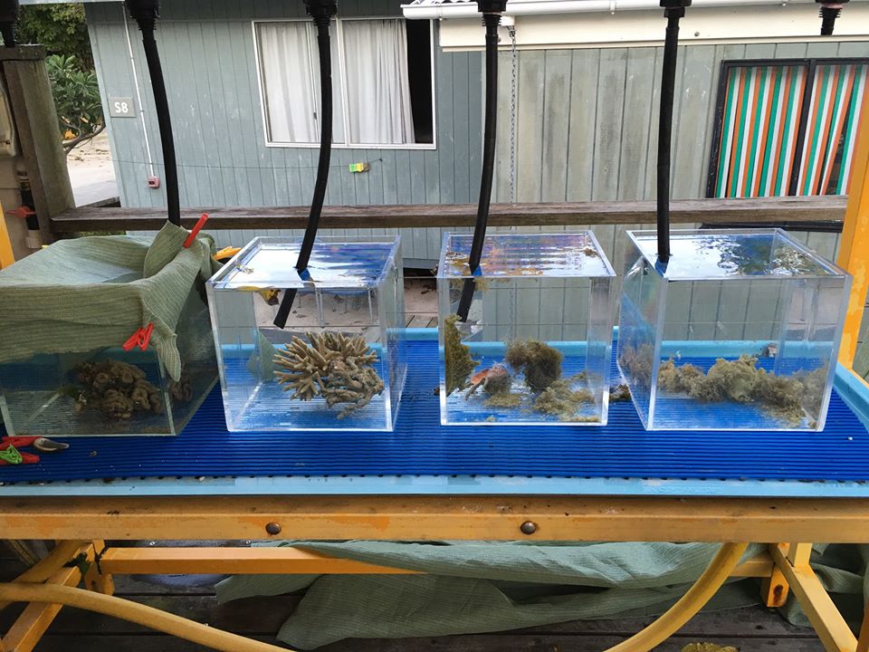 specimen tanks at Heron Island Research Station in Australia