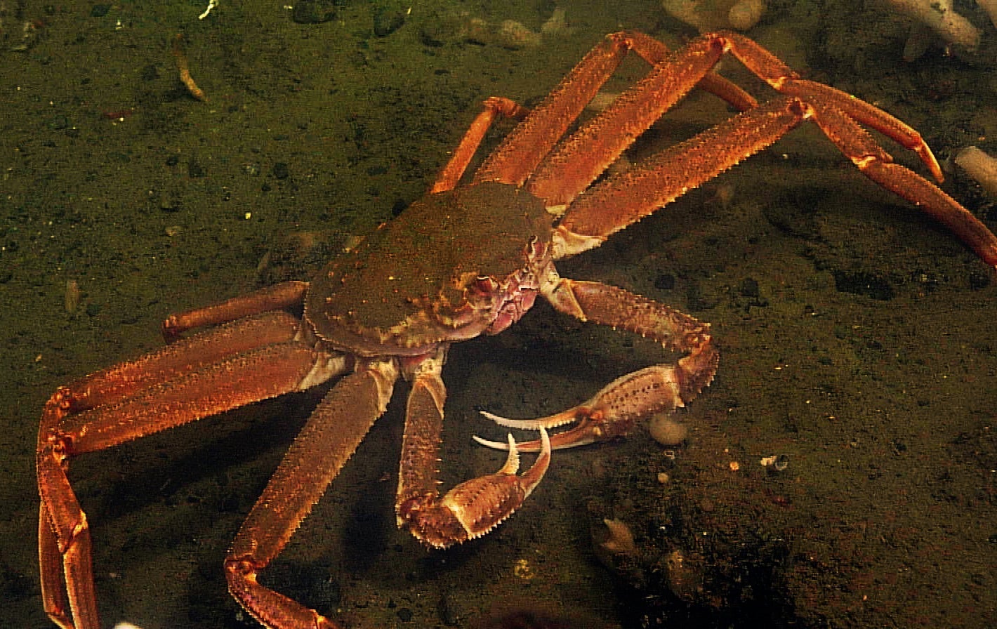 Tanner Crab in Saanich Inlet