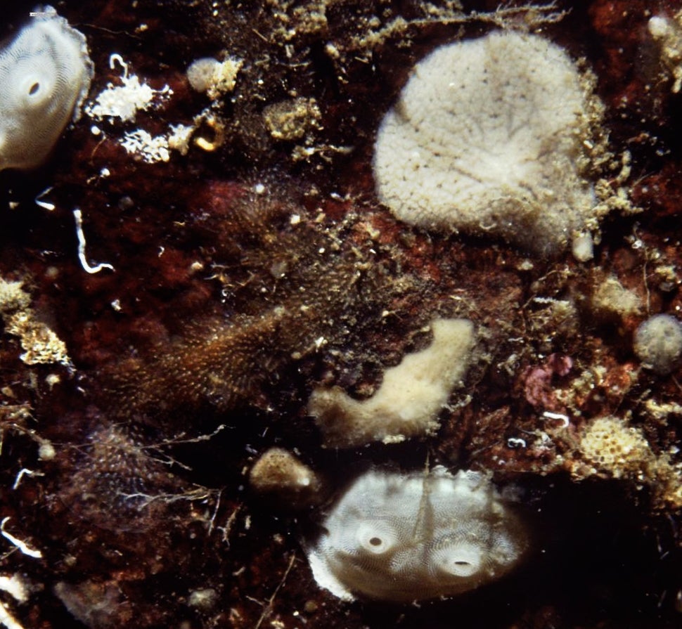 White Lady Sea Squirt