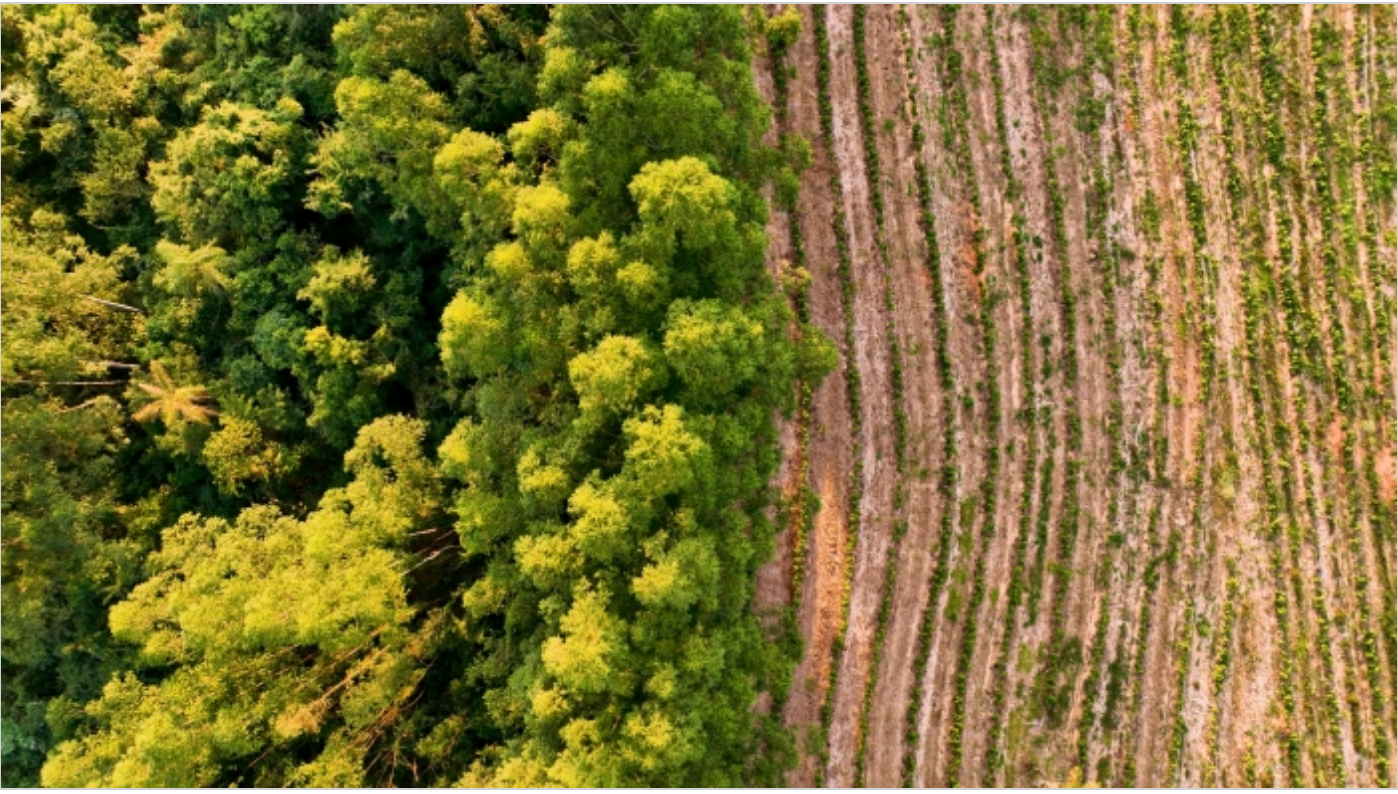 People often deforest land for agricultural purposes. Sustainable farming practices can restore damaged land while providing the goods we need. Courtesy photo