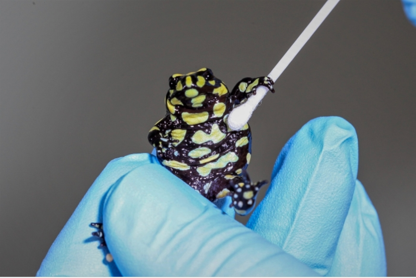 An Earth BioGenome Project scientist swabs the southern corroboree frog to collect a DNA sample. This critically endangered frog is native to Australia; wild populations live only in Kosciusko National Park. Photo courtesy of the Earth BioGenome Project