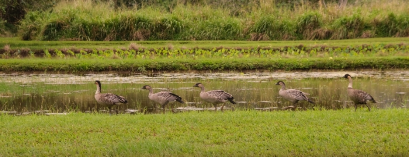 Taro fields have proven to be valuable bird habitats and are nowÂ home to endangered species like Hawaiiâs state bird, pictured here, the nene.