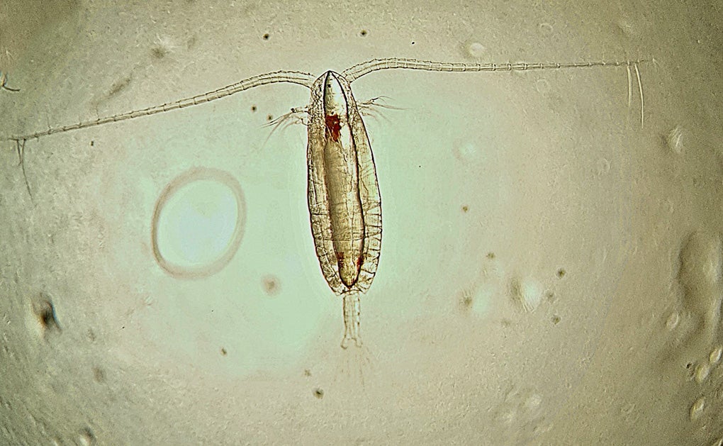 zooplankton