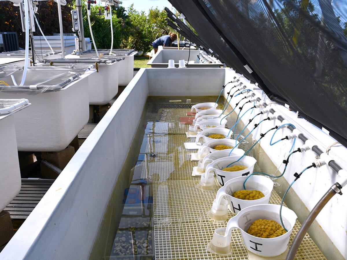 mesocosm at BIOS